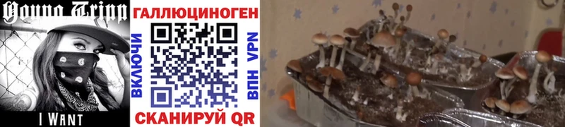 Галлюциногенные грибы ЛСД Апатиты